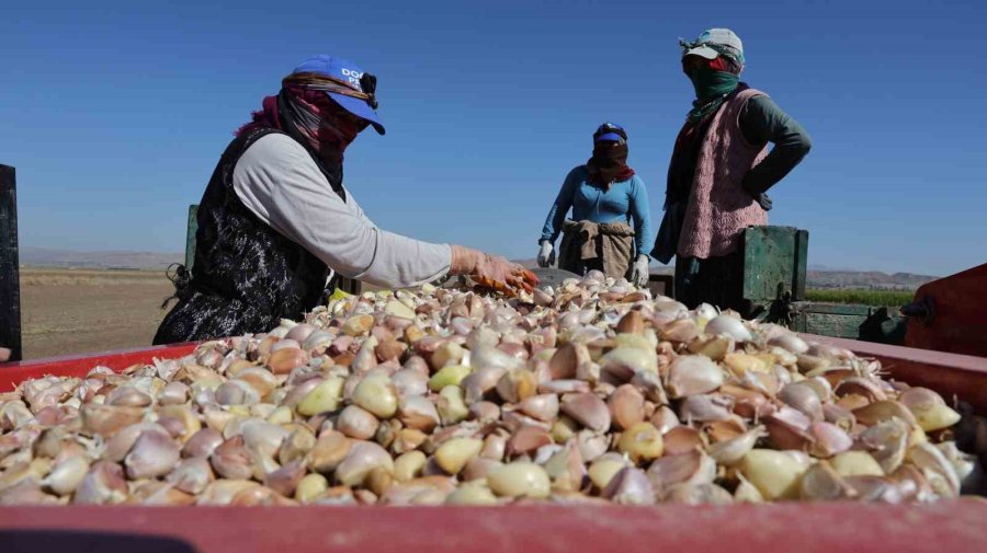 İspanya’dan Aksaray’a Sarımsak Yatırımı