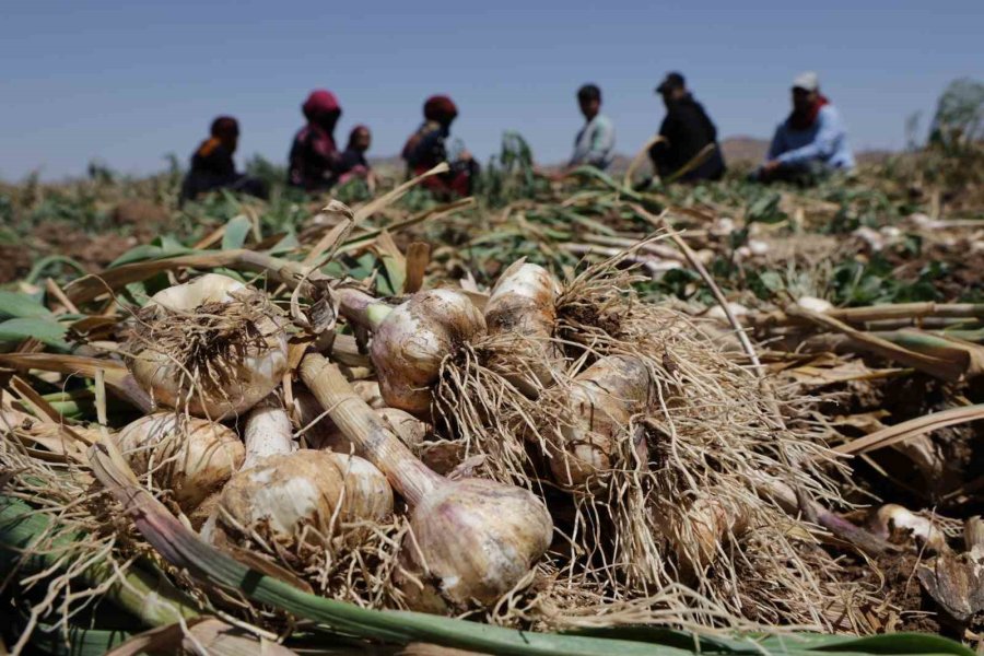 İspanya’dan Aksaray’a Sarımsak Yatırımı