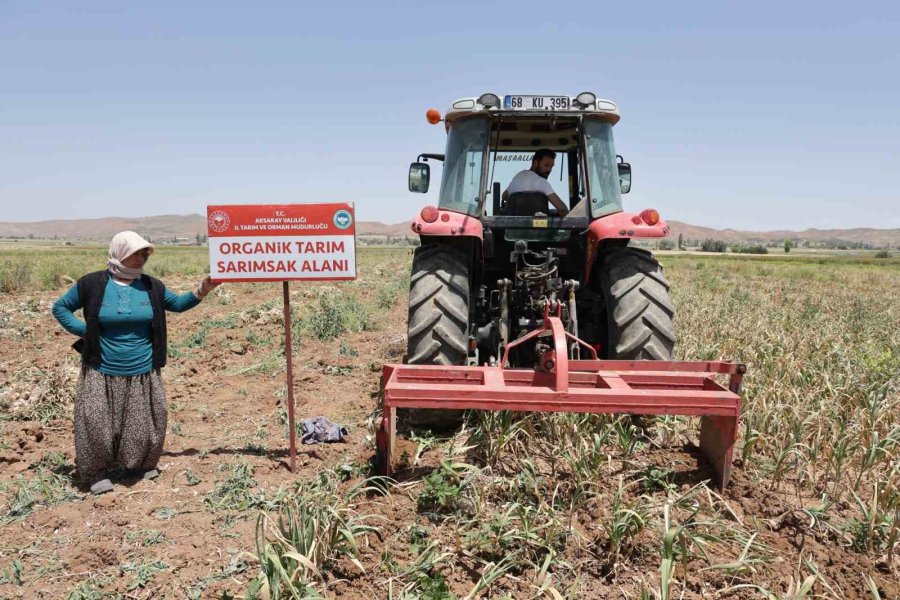 İspanya’dan Aksaray’a Sarımsak Yatırımı