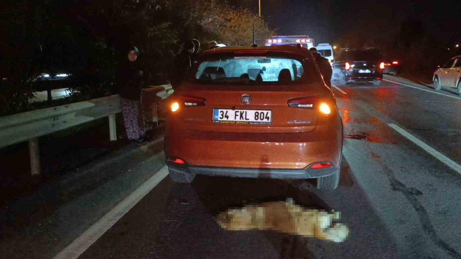 Sürü Halinde Yola Fırlayan Sokak Köpekleri Aynı Anda 2 Ayrı Kazaya Sebep Oldu