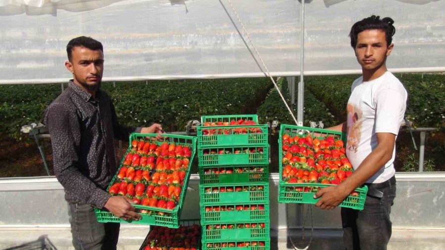 Mersin’de Çilekte Zirai Dondan Olumsuz Etkilendi