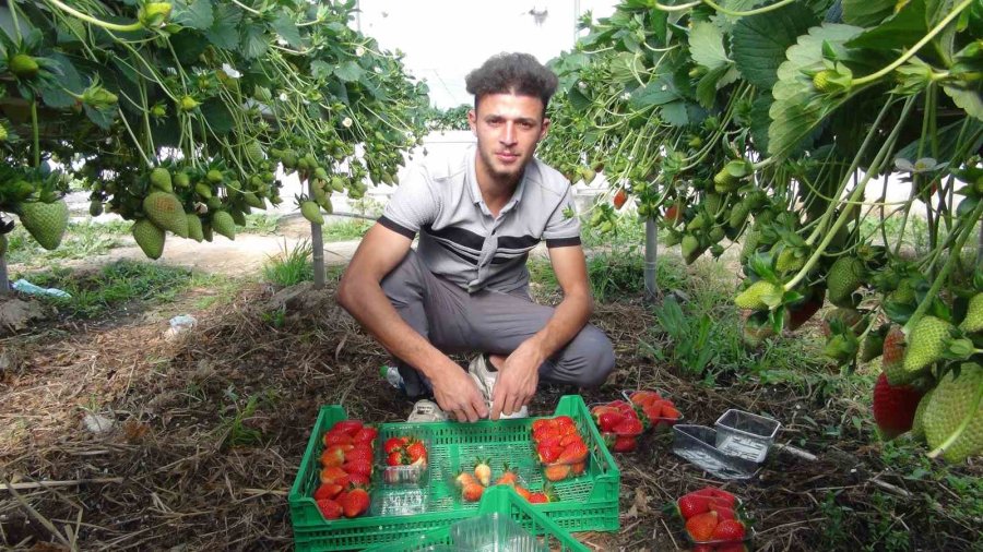 Mersin’de Çilekte Zirai Dondan Olumsuz Etkilendi