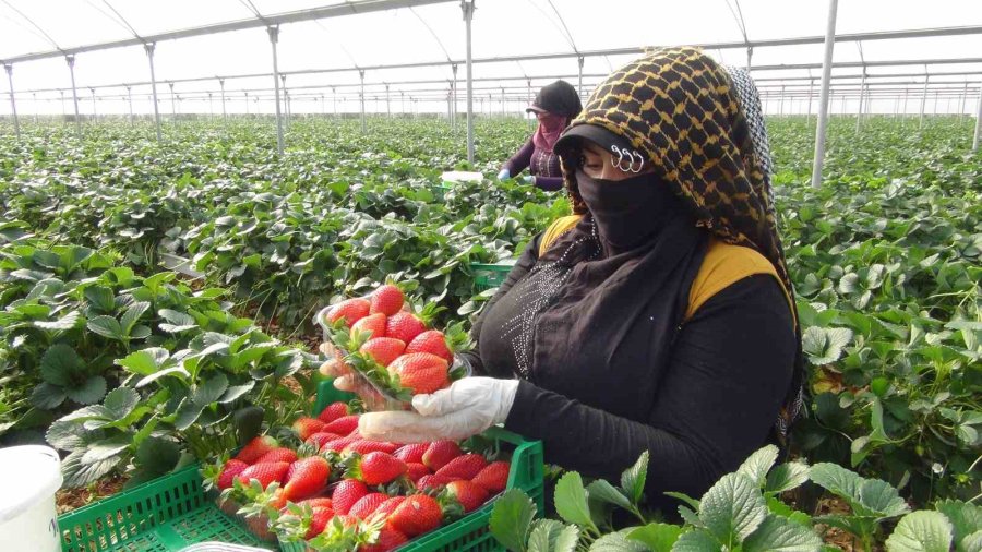 Mersin’de Çilekte Zirai Dondan Olumsuz Etkilendi