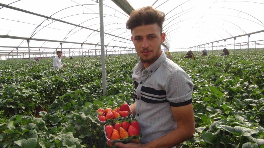 Mersin’de Çilekte Zirai Dondan Olumsuz Etkilendi