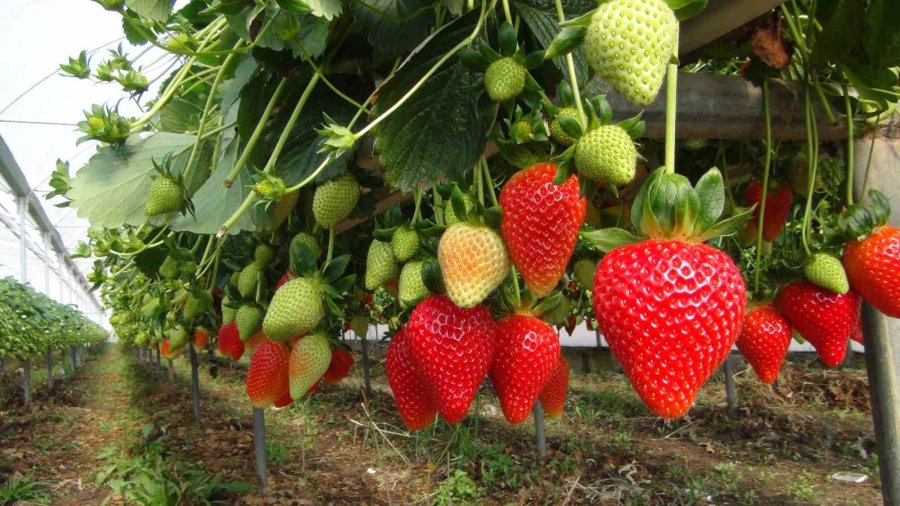 Mersin’de Çilekte Zirai Dondan Olumsuz Etkilendi