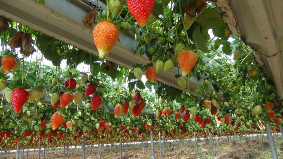 Mersin’de Çilekte Zirai Dondan Olumsuz Etkilendi