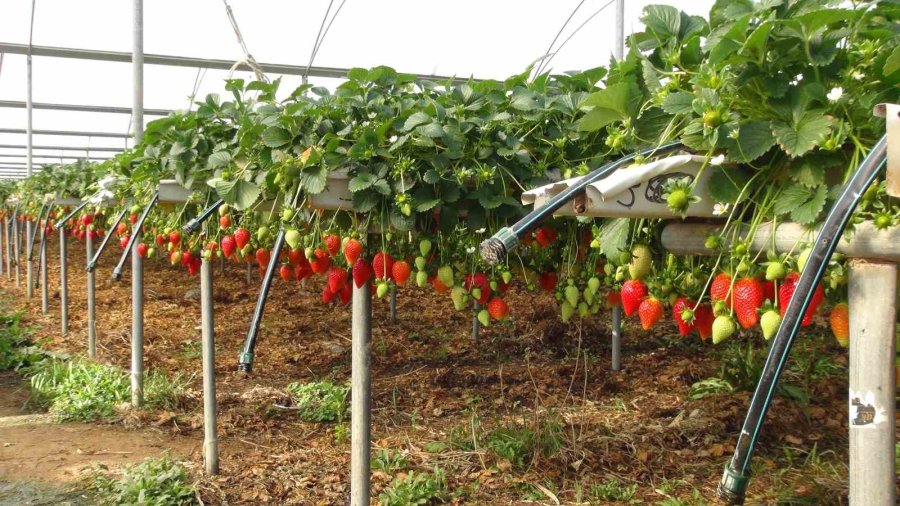 Mersin’de Çilekte Zirai Dondan Olumsuz Etkilendi