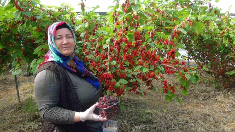 Turfanda Yetişen Karadutun Yüzde 70’i İhraç Ediliyor