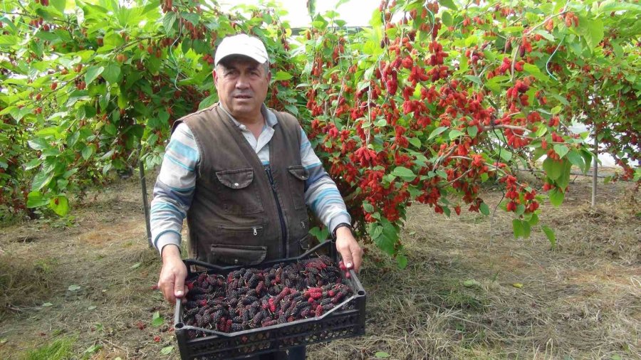 Turfanda Yetişen Karadutun Yüzde 70’i İhraç Ediliyor