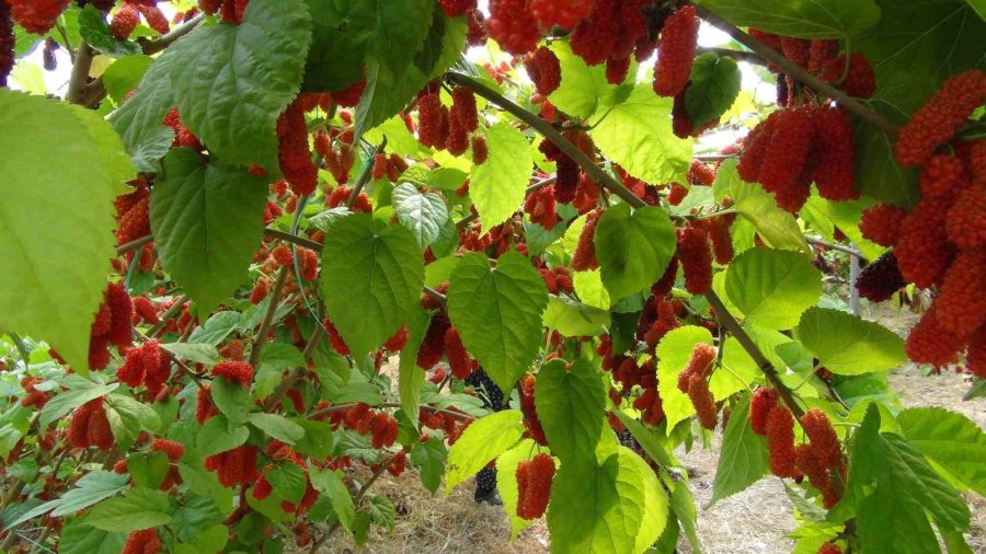 Turfanda Yetişen Karadutun Yüzde 70’i İhraç Ediliyor
