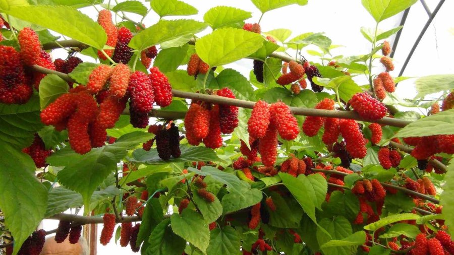Turfanda Yetişen Karadutun Yüzde 70’i İhraç Ediliyor