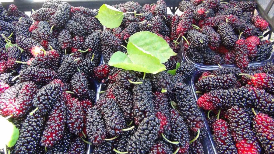 Turfanda Yetişen Karadutun Yüzde 70’i İhraç Ediliyor