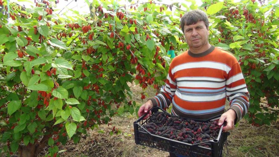 Turfanda Yetişen Karadutun Yüzde 70’i İhraç Ediliyor