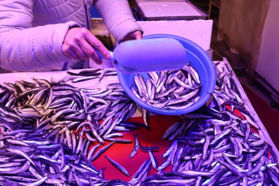 Artan Sıcaklıklarda Balık Nasıl Saklanmalı