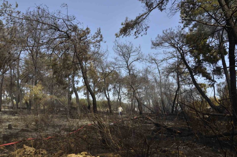 Mersin’de Orman Yangını: 1,5 Hektar Alan Zarar Gördü