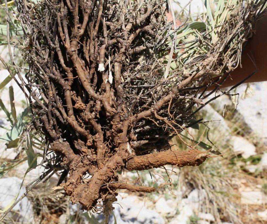 Antalya’da Dünya Literatürüne Yeni Bir Bitki Kazandırıldı