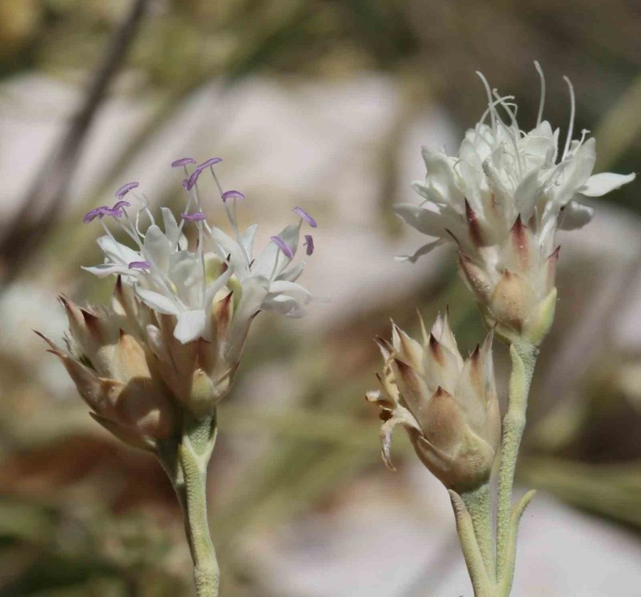 Antalya’da Dünya Literatürüne Yeni Bir Bitki Kazandırıldı