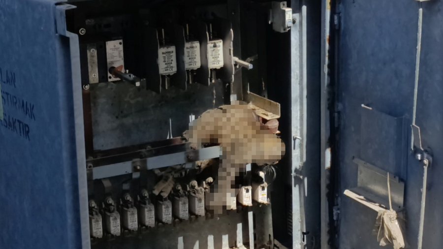 Elektrik Baksına Giren Kedi Akıma Kapılarak Telef Oldu