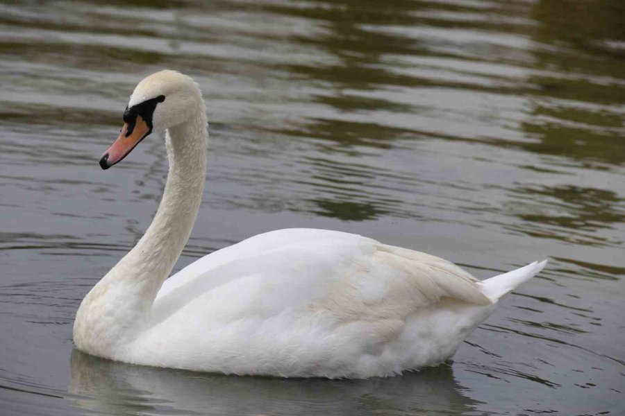 Eskişehirliler Güzel Havanın Tadını Çıkardı