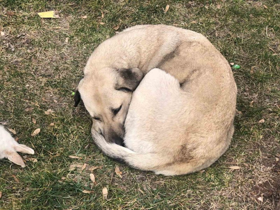 Vefalı Köpek Ölen Dostunu Yalnız Bırakmadı