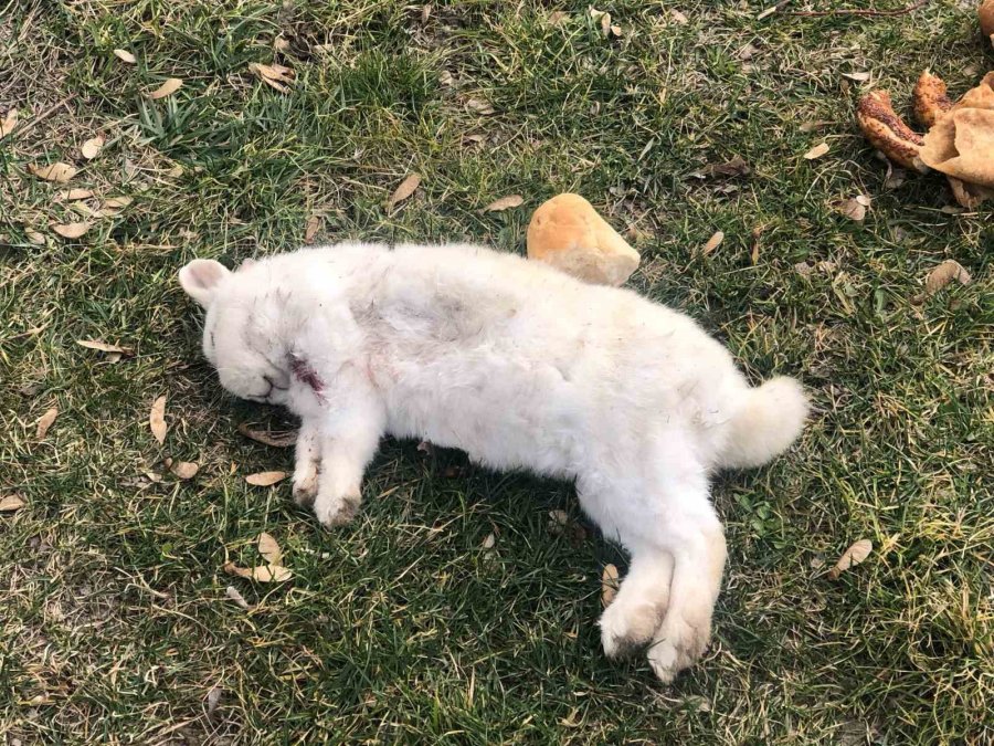 Vefalı Köpek Ölen Dostunu Yalnız Bırakmadı