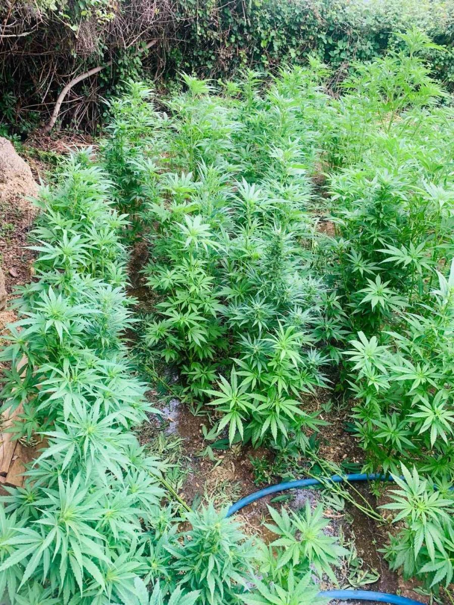 Jandarma Baskınıyla Ortaya Çıktı: Evinin Bahçesini Uyuşturucu Tarlasına Çevirmiş