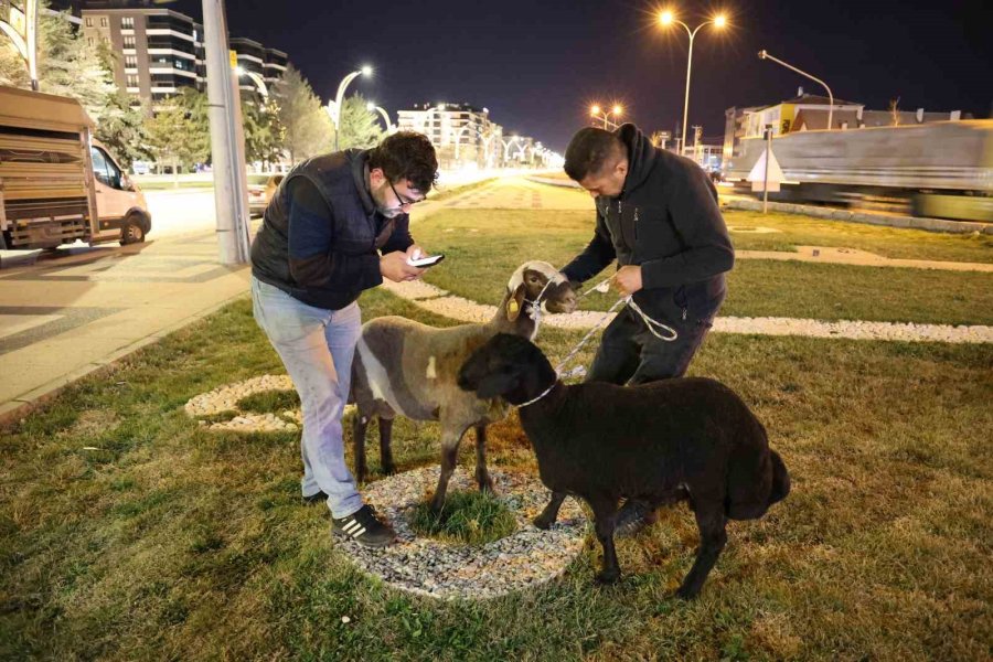 Kamyonetten Yola Düşen "mor Karaman" Irkı Koyunlar Kaderine Terk Edildi