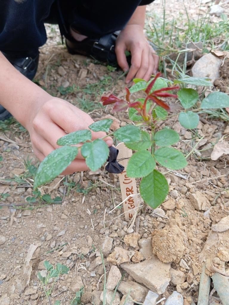 Gazipaşa’da, Bolu’daki Otel Yangınında Ölen 36 Çocuk Anısına Gül Dikildi