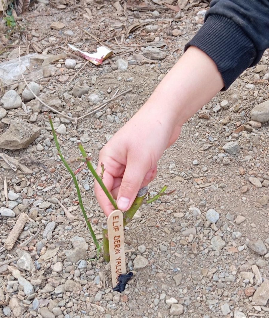 Gazipaşa’da, Bolu’daki Otel Yangınında Ölen 36 Çocuk Anısına Gül Dikildi