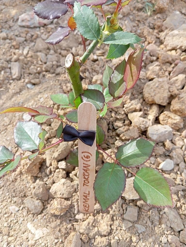 Gazipaşa’da, Bolu’daki Otel Yangınında Ölen 36 Çocuk Anısına Gül Dikildi