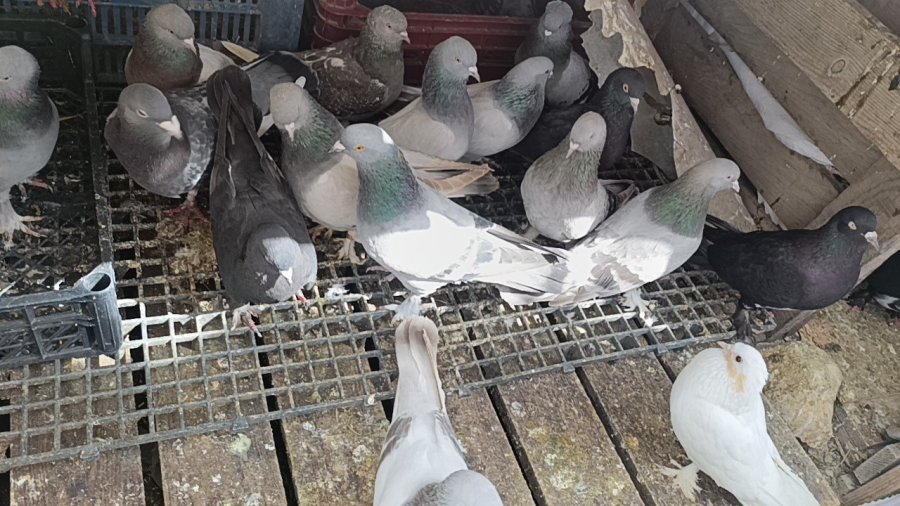 Antalya’da 3 Ayrı Adresten Çalınan 95 Güvercin, Boş Arazideki Kümeste Bulundu