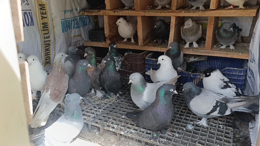 Antalya’da 3 Ayrı Adresten Çalınan 95 Güvercin, Boş Arazideki Kümeste Bulundu