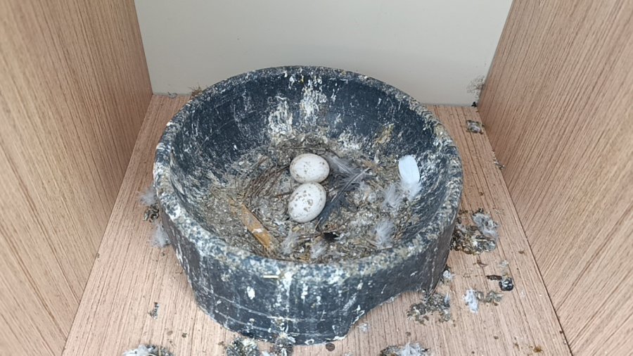 Antalya’da 3 Ayrı Adresten Çalınan 95 Güvercin, Boş Arazideki Kümeste Bulundu