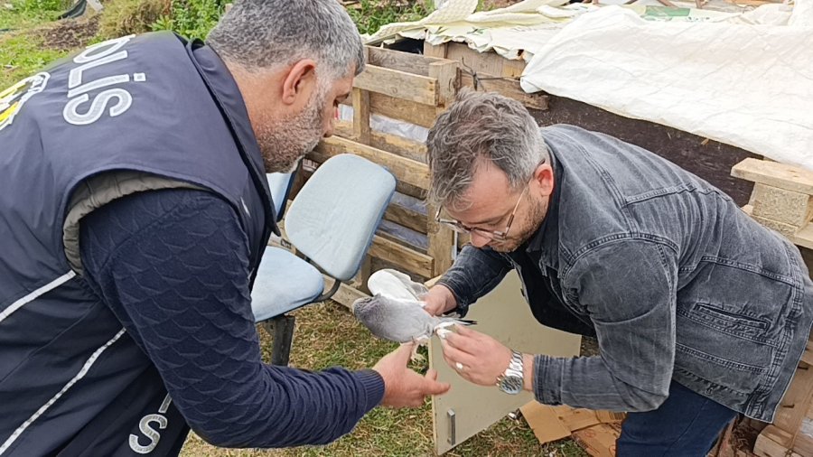 Antalya’da 3 Ayrı Adresten Çalınan 95 Güvercin, Boş Arazideki Kümeste Bulundu