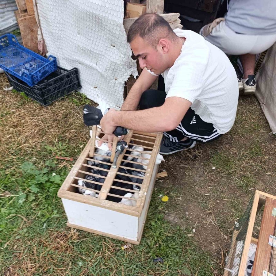 Antalya’da 3 Ayrı Adresten Çalınan 95 Güvercin, Boş Arazideki Kümeste Bulundu