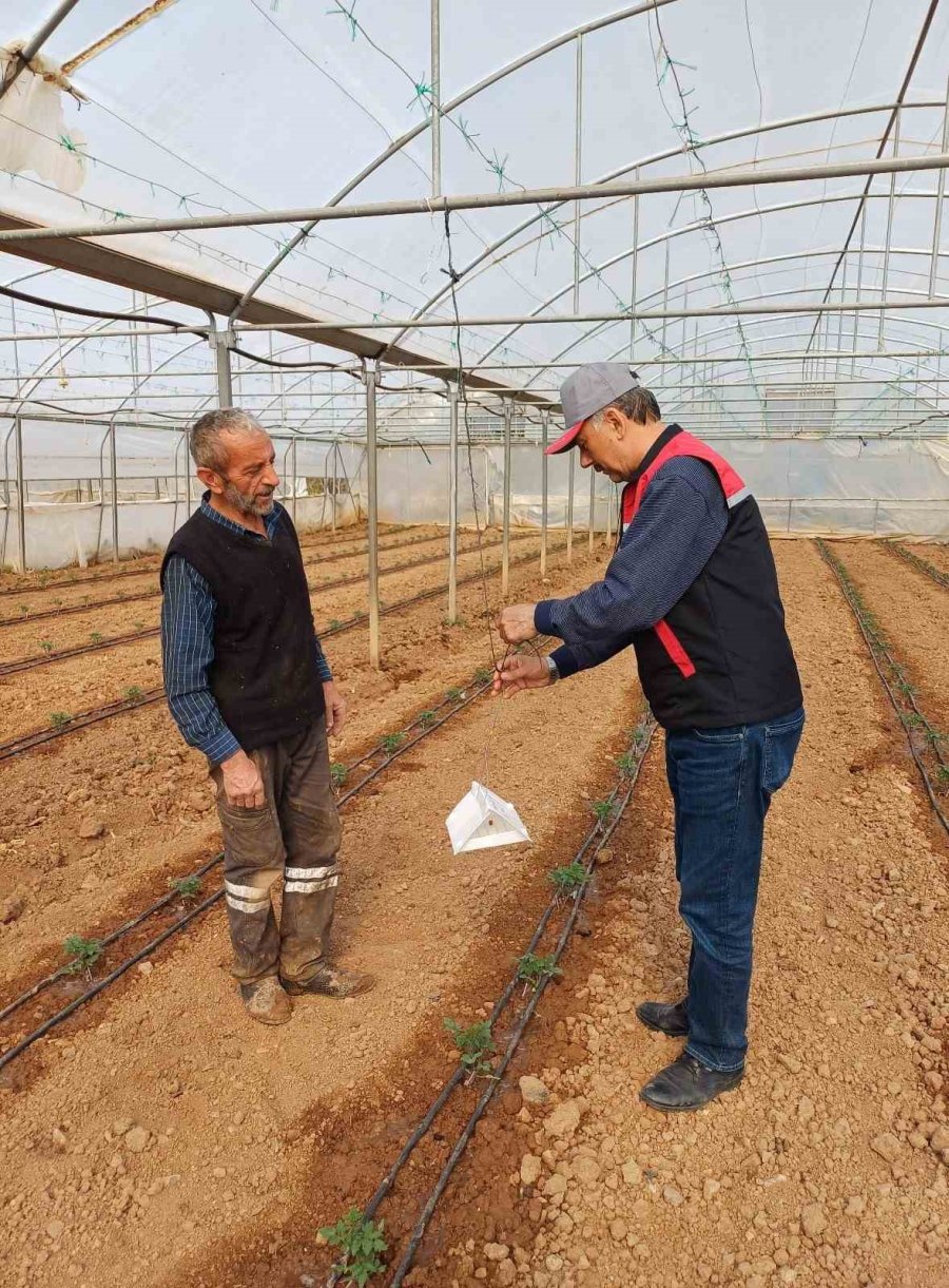 Eskişehir’de Domates Seralarında Zararlı Takibi Başladı