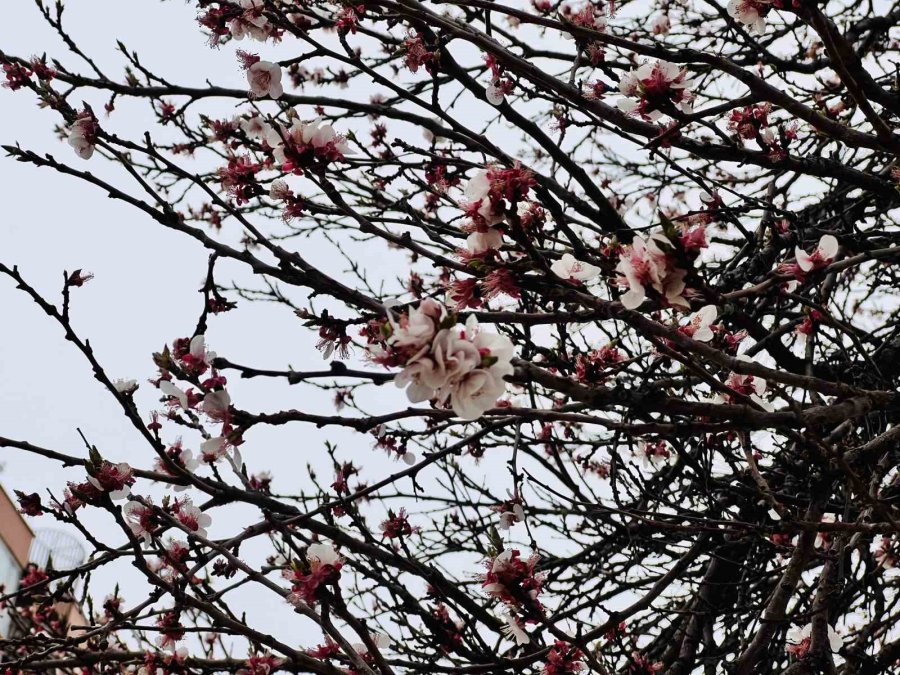 Kar Hububatta Sevindirdi, Don Meyve Ve Sebzede Endişe Getirdi