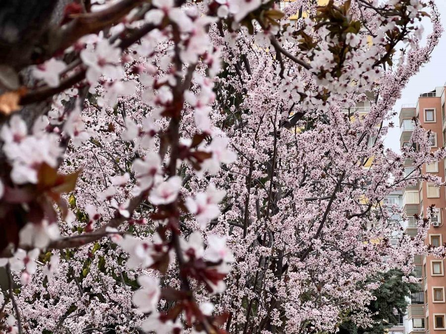 Kar Hububatta Sevindirdi, Don Meyve Ve Sebzede Endişe Getirdi