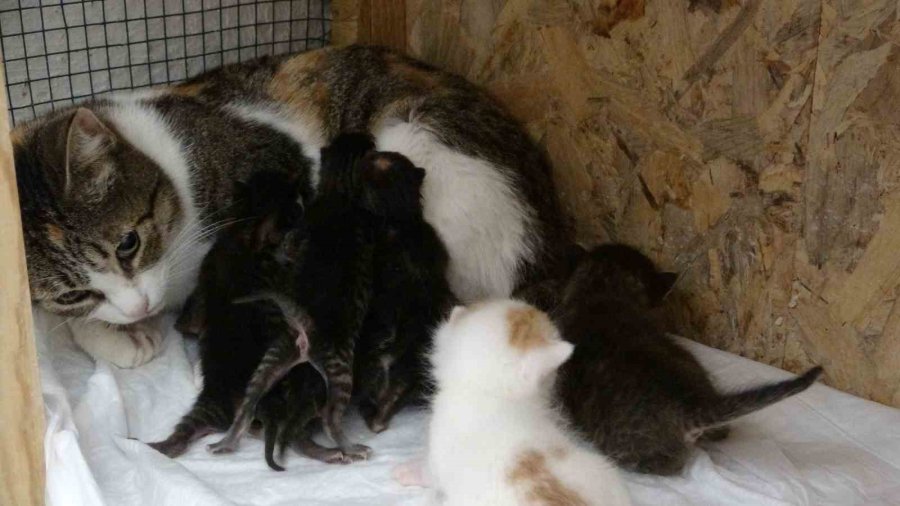 Görüntüler Duygusal Anlara Neden Oldu: Pres Makinesine Giden Kartonlar Arasından 5 Yavru Kedi Çıktı