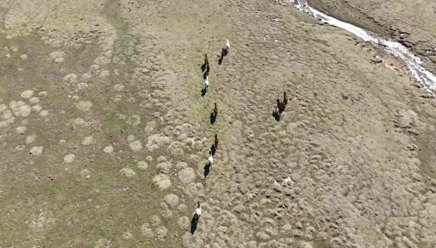 Antalya’da Yılkı Atları Havadan Görüntülendi