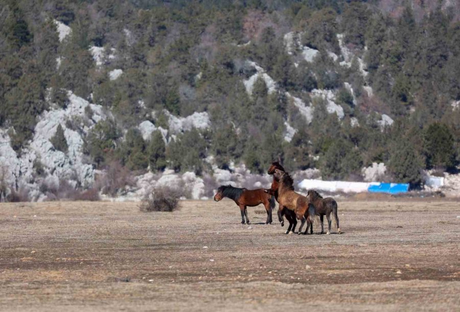 Antalya’da Yılkı Atları Havadan Görüntülendi