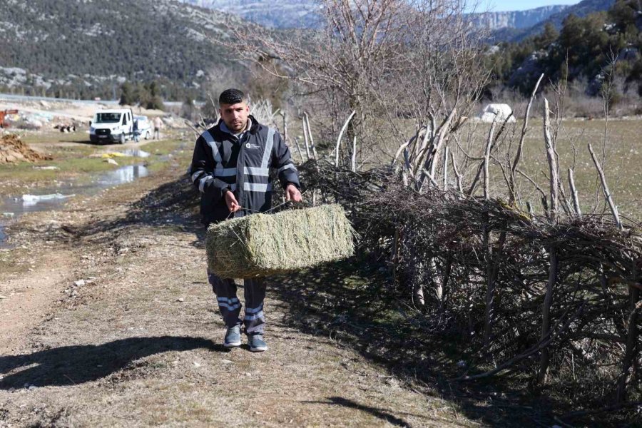 Antalya’da Yılkı Atları Havadan Görüntülendi