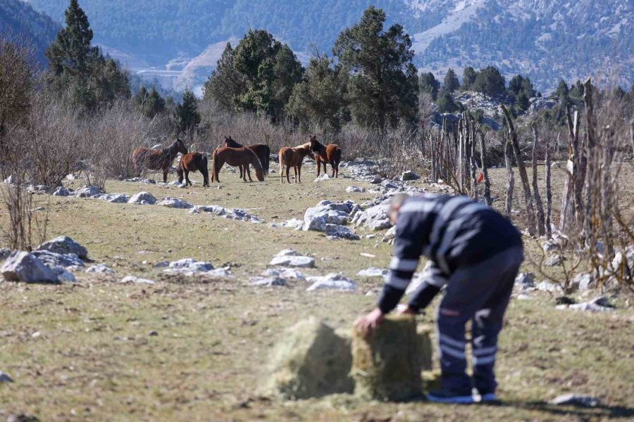 Antalya’da Yılkı Atları Havadan Görüntülendi