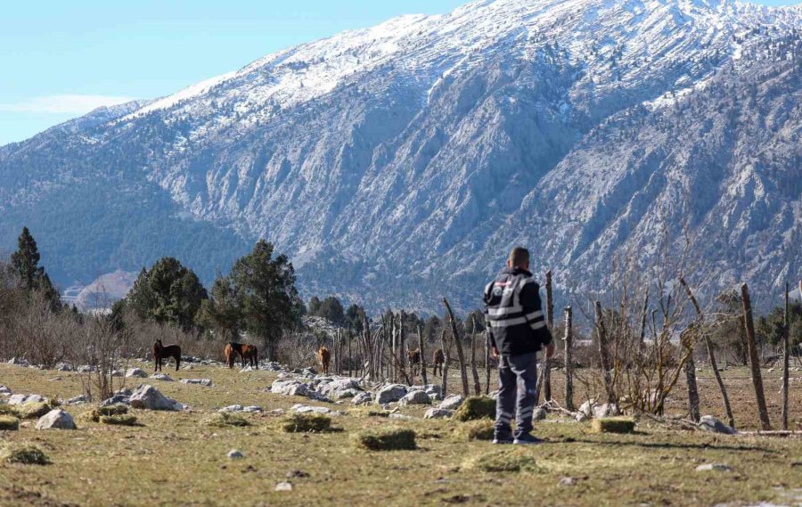 Antalya’da Yılkı Atları Havadan Görüntülendi