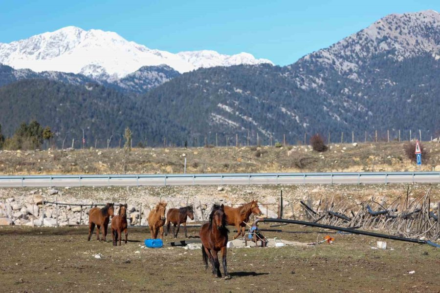Antalya’da Yılkı Atları Havadan Görüntülendi