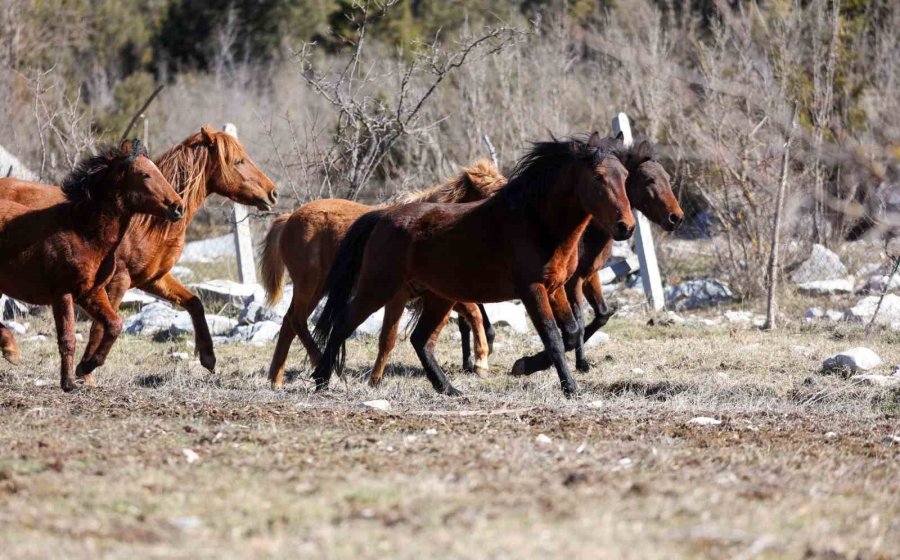 Antalya’da Yılkı Atları Havadan Görüntülendi