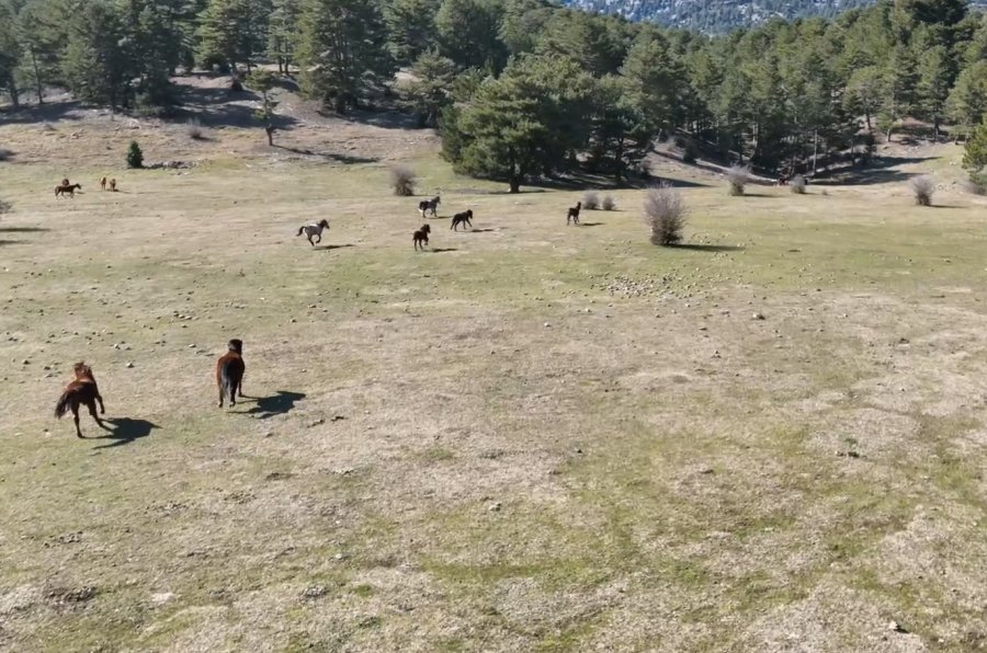 Antalya’da Yılkı Atları Havadan Görüntülendi