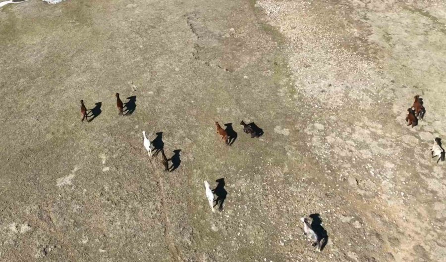 Antalya’da Yılkı Atları Havadan Görüntülendi