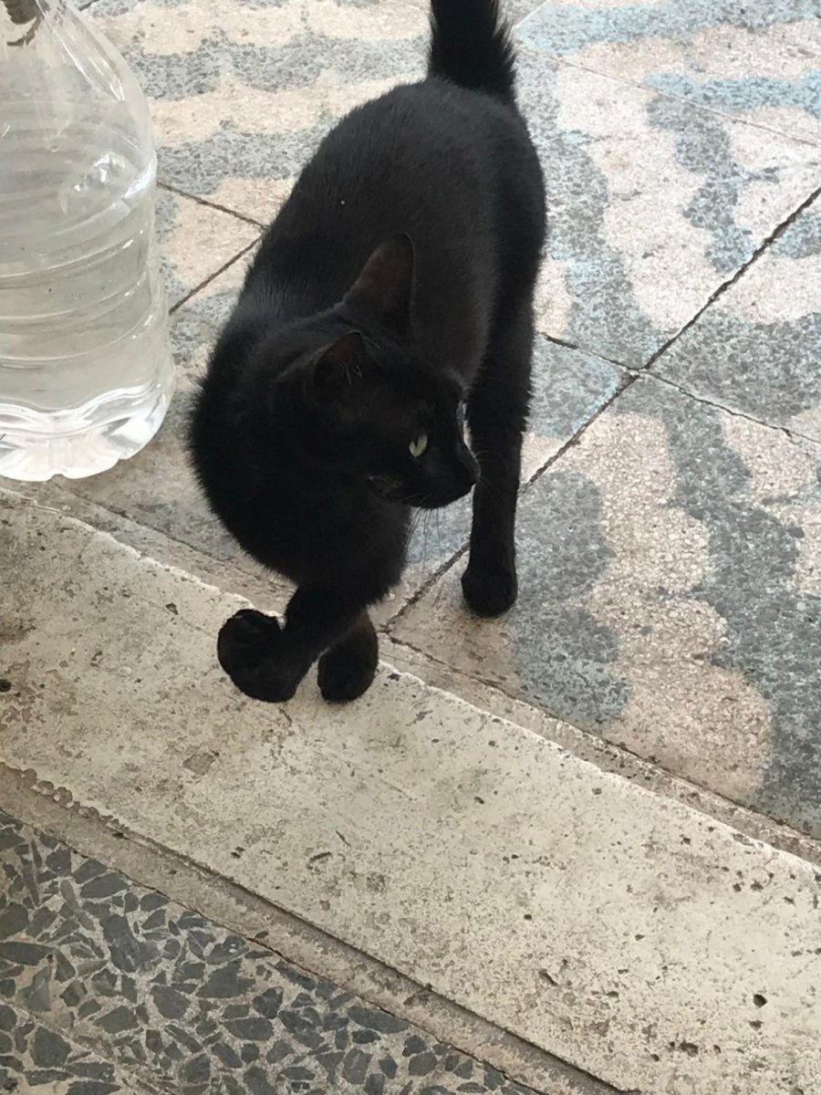 Engelli ’karam’ Geri Geldi, Kediyi Götüren Genç Kadın Veterinerlik Öğrencisi Çıktı: "tedavi Ettirmek İçin Aldım"