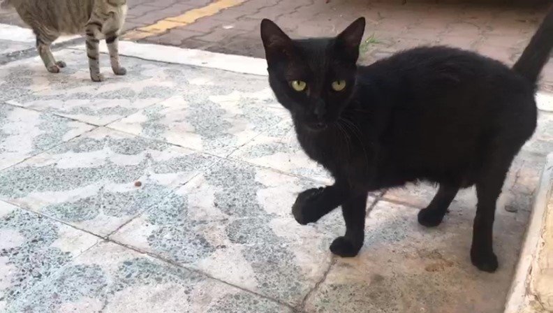 Engelli ’karam’ Geri Geldi, Kediyi Götüren Genç Kadın Veterinerlik Öğrencisi Çıktı: "tedavi Ettirmek İçin Aldım"